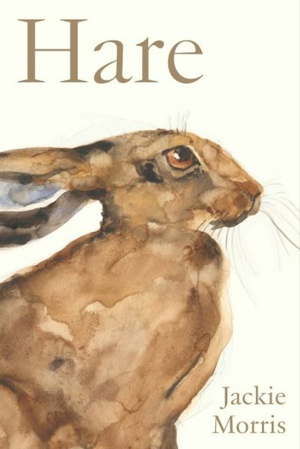 Cover image for Accordion Book: Hare, isbn: 9781805952862