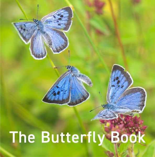 Cover image for Nature Book Series: The Butterfly Book, isbn: 9781802586541