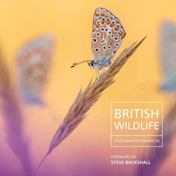 Cover image for British Wildlife Photography Awards 12, isbn: 9781802587227