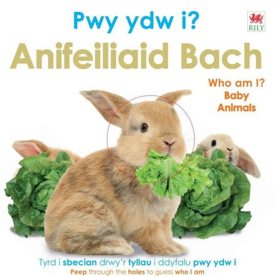 Cover image for Pwy Ydw i? Anifeiliaid Bach / Who Am I? Baby Animals, isbn: 9781804164327