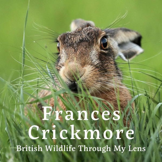 Cover image for Frances Crickmore - British Wildlife Through My Lens, isbn: 9781805952343