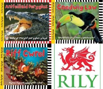 Cover image for Pecyn Dwlu Dysgu, isbn: 9781849674300