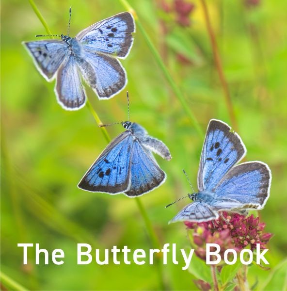 Cover image for The Butterfly Book, isbn: 9781917467421